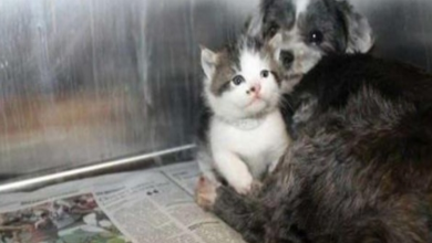 Photo of Homeless Non-pregnant Dog Starts Lactating to nurse an Abandoned Kitten