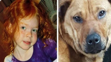 Photo of Four-year-old girl found after getting lost with her dog