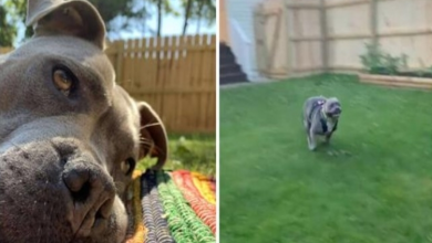 Photo of Rescue Pit Bull Filled With Joy While Discovering Her Brand-New Yard
