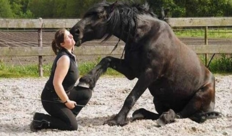 Photo of The Love And Trust Between These Horses And Owner Is Amazing