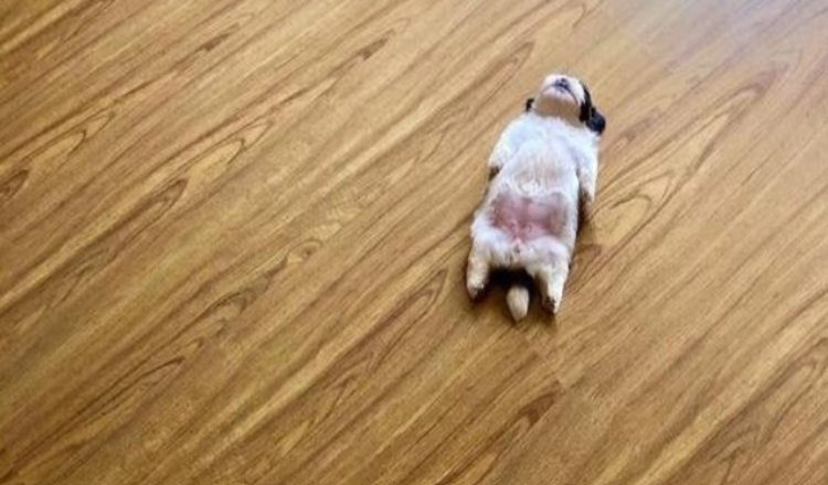 Photo of This Puppy Sleeps Like As If It Was ‘Turned Off’ And It Looks Ridiculously Cute