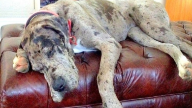 Photo of Great Dane Lies on Top of Woman to Protect Her From the Hits of Her Violent Boyfriend