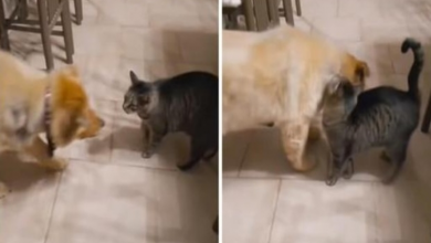 Photo of Cat Emotionally Greets Blind Dog Pal After One Month Apart