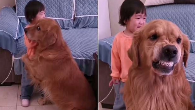 Photo of Pet dog protects girl: Golden retriever Harry prevents toddler from being told off by her mother