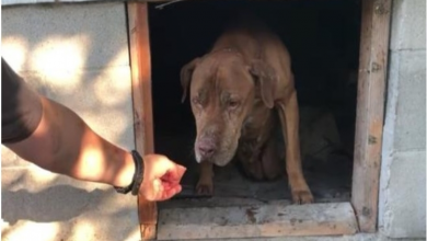 Photo of Paralyzed Dog Bravely Crawls Out from Under Abandoned Home into Rescuer’s Awaiting Arms