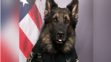 Photo of Adorable K9 Officer Poses In Full Uniform For His Official Portrait
