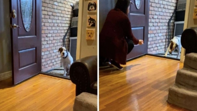 Photo of Stray Dog Tries To Work Up The Courage To Enter His New Home