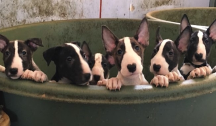 Photo of Rescuers Think They’re Rescuing 5 Dogs, Find 110 Bull Terriers On Property