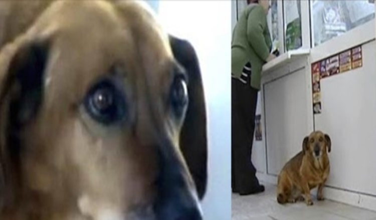 Photo of Loyal Dog Finds a Home at the Hospital Where Her Human Died