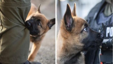 Photo of This Puppy Just Started Training To Become A Police Dog. He Is The Most Loving And Enthusiastic Recruit