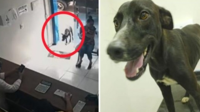 Photo of Injured Stray Dog Sought Help Alone At Vet Clinic