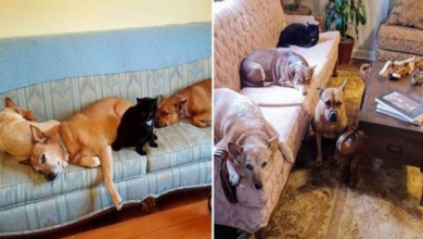 Photo of Rescue Tiny Kitten Becomes The Boss Of Her Big Dog Family