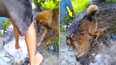Photo of Mama Dog Races The Clock To Saving Drowning Puppies Stuck In Rising Waters