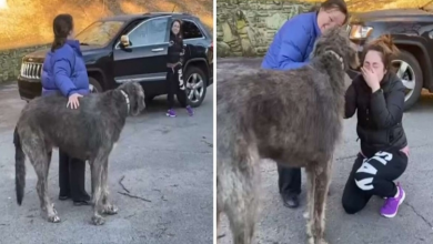 Photo of Girl Can’t Stop Crying When She’s Reunited With Her Lost Dog