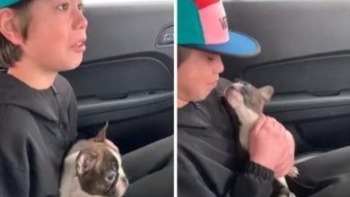Photo of Boy Busted Into Tears As He Received Surprise Birthday Puppy From His Late Dad