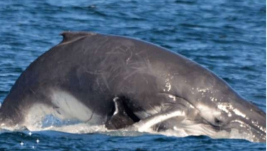 Photo of Pod Of Dolphins Save The Life Of Humpback Whale And Baby