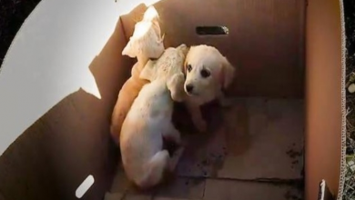 Photo of Man Rescues Aban.do.ned Puppies Out Of The Trash Every Single Day