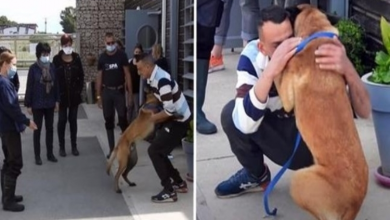 Photo of After 8 Months, He Travels 310 Miles To Reunite With Stolen Dog – Heartwarming Reunion