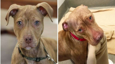 Photo of Pit bull Makes His Own Bed Every Day While Waiting for Someone to Give Him a Home