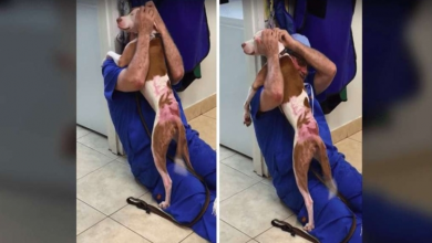 Photo of Rescued Dog Comes Back To Thank Doctor With Wags And Kisses