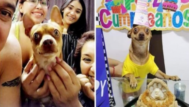 Photo of Adorable Dog Couldn’t Be Any Happier With His Own Surprise Party