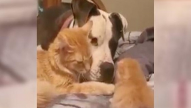 Photo of Witness The Moment This Mama Cat Introduces Her Kitten To Her Dog BFF