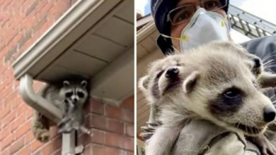 Photo of Baby Racoons Got Rescued And Came Back To Mama’s Arm