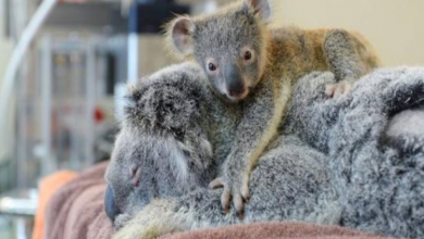 Photo of Baby Koala Hugs Unconscious Mom During Life-Saving Surgery