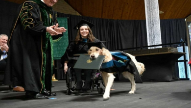 Photo of Service dog got his owner through grad school, so the university gave him his own degree