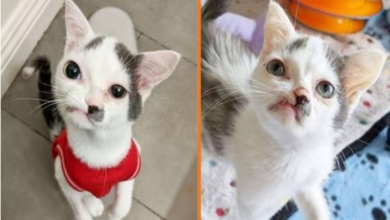Photo of Kitten With Perfectly Imperfect Face Melts Hearts All Over The World