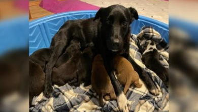 Photo of Mama dog who lost her puppies adopts litter who lost their mom: ‘Nothing short of a miracle’
