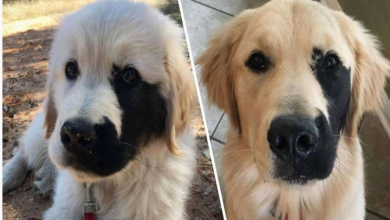 Photo of Meet Enzo, The Unique Golden Retriever Born With A Rare Genetic Mutation, And It Makes Him Incredibly Adorable