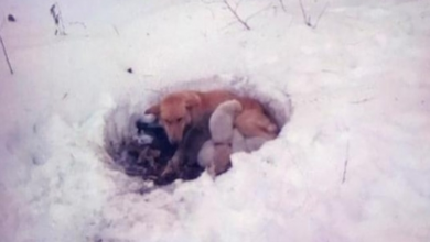 Photo of Brave Dog Mom Digs A Hole In The Snow To Warm Her Puppies
