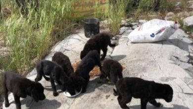 Photo of Seven Puppies Found Abandoned Alone On Desolate Island