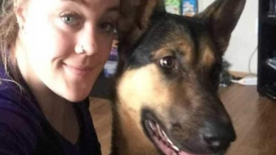 Photo of Dog Walks A Long Way To Find Woman Who Gave Him Food