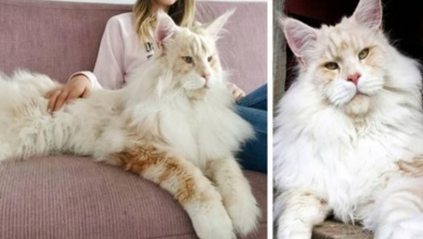 Photo of Meet Lotus: The Majestic Maine Coon Cat Who’s a Gigantic Ball of Love