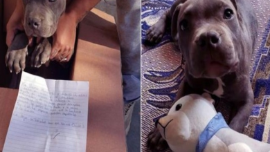 Photo of Little Boy Le.ave.s His Puppy In Box At Sh.elte.r With Heartwarming Note