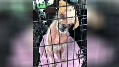 Photo of Dog Covered In Scabs From Head To Toe Gets Second Chance At Life