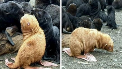 Photo of This Ginger Seal That Is Extremely Rare Is Well-Known For Its Uniquely-Colored Fur and Eyes