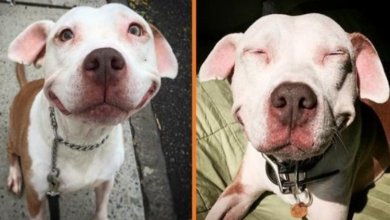Photo of Stray Pit Bull Can’t Stop Smiling After He Was Rescued