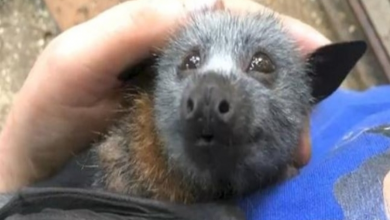 Photo of Watch This Cute Video Of The Baby Bat That Squeaks While Being Petted