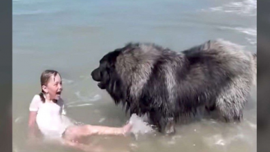 Photo of Huge Fluffy Dog Senses Danger And Immediately Goes In To Rescue His Best Friend