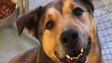 Photo of German Shepherd Finds A Home After Spending 2,381 Days In The Shelter