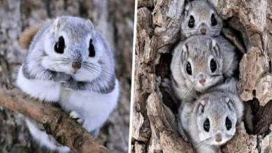 Photo of These Little Squirrels Are So Special And Can Only Be Found On An Island In