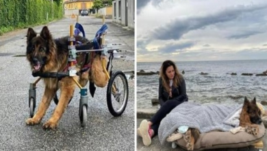 Photo of The Last Trip Of An Abandoned Paralyzed Dog