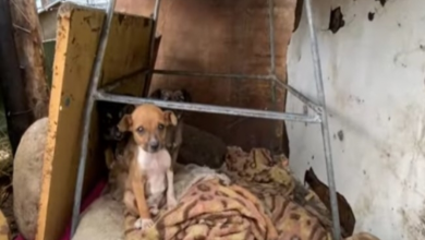 Photo of Puppies Who Lived Exposed To The Elements Year-Round Get A Kennel For The First Time
