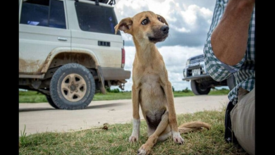 Photo of Paralyzed puppy drags herself to remote elephant sanctuary to get help