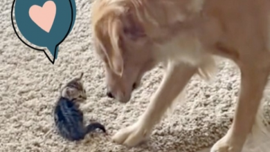 Photo of Golden Retriever Meets Her New Kitten Sister in Video That’s Too Sweet for Words