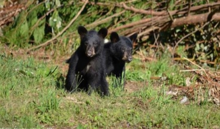 Photo of Three Bear Cubs Spotted Wrestling And Playing With Flagstick On North Carolina Golf Course