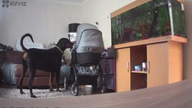 Photo of Adorable Doberman Brings Little Baby His Toys